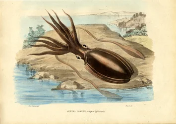 Seppia, 1863-79